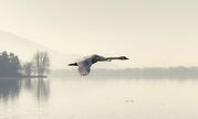 swan-4074018_1920.jpg