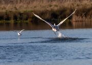 swan-taking-off-4778221_1920.jpg