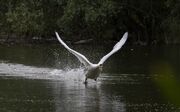 swan-taking-off-5215246_1920.jpg