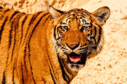 tiger-484097_1920.jpg