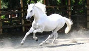 white-horse.jpg