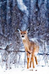 Filename=winter_snow_dear.jpg
Filesize=537KiB
Dimensions=1365x2048
Date added=Mar 29, 2025 winter_snow_dear.jpg