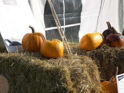 Keywords: pumpkin,pumpkins,autumn