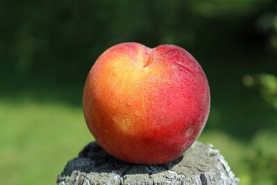 Keywords: peach,fruit,still-life,Watercolor painting a peach with water drops - 26:17