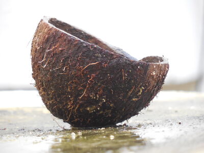 Keywords: A_cut_coconut_shell,painting a coconut shell using two different techniques