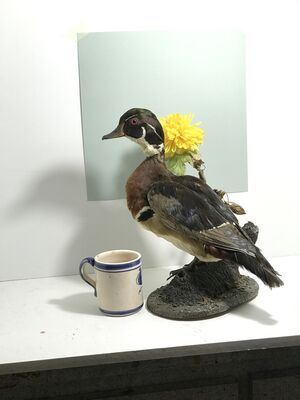 Keywords: bird,mug,duck