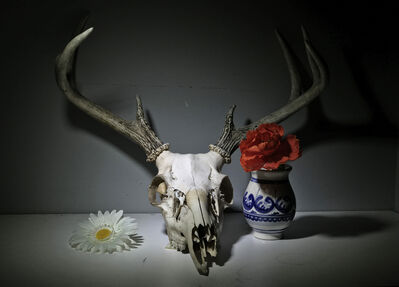 Keywords: skull,animal skull,deer