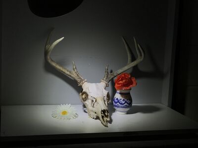 Keywords: skull,animal skull,deer