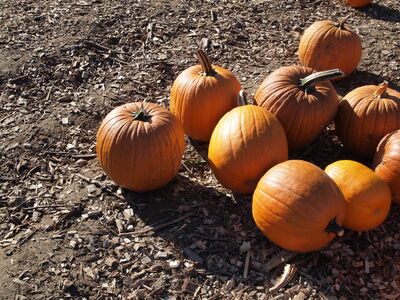 Keywords: pumpkins,farm