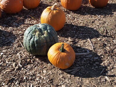 Keywords: pumpkins,farm