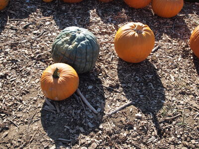 Keywords: pumpkins,farm