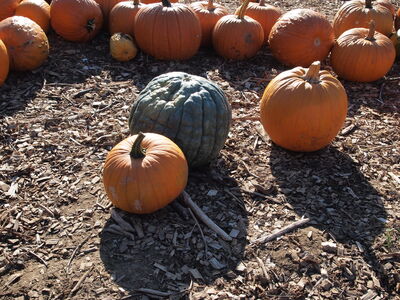 Keywords: pumpkins,farm