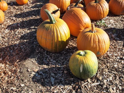 Keywords: pumpkins,farm