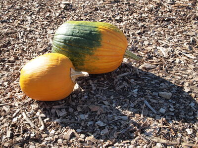 Keywords: pumpkins,farm