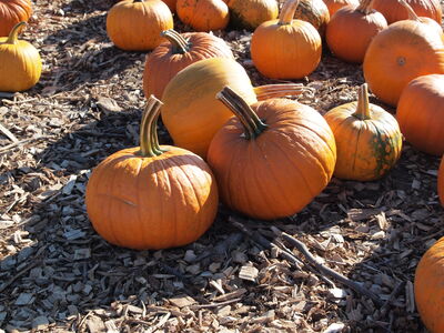 Keywords: pumpkins,farm