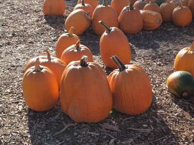 Keywords: pumpkins,farm