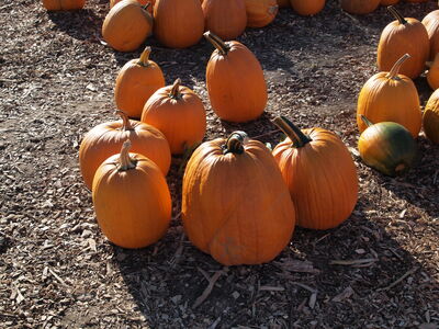 Keywords: pumpkins,farm