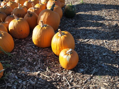 Keywords: pumpkins,farm