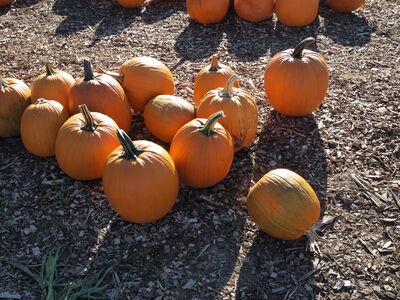 Keywords: pumpkins,farm