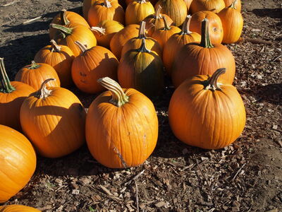 Keywords: pumpkins,farm