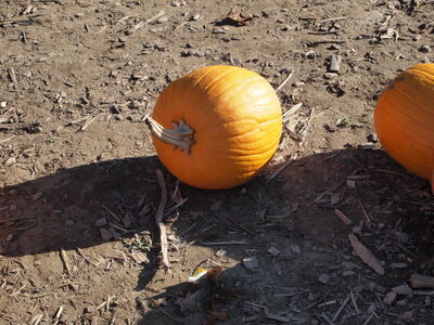 Keywords: pumpkins,farm