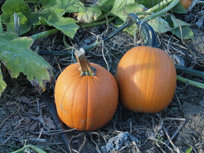 Keywords: pumpkins,farm