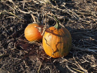 Keywords: pumpkins,farm