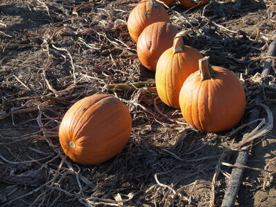 Keywords: pumpkins,farm