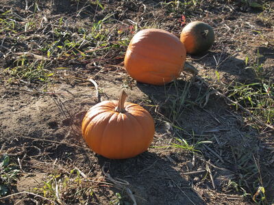 Keywords: pumpkins