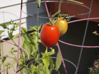 Keywords: painting tomatoes on the vine,baby tomatoes