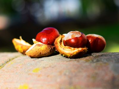 chestnuts
