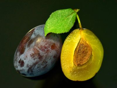 plum1
