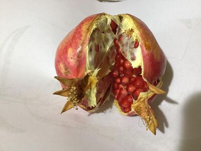 pomegranate
