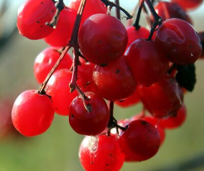 Keywords: red,berries