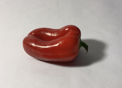 Keywords: red pepper,Watercolor Painting of a Red Pepper,drawing a red pepper