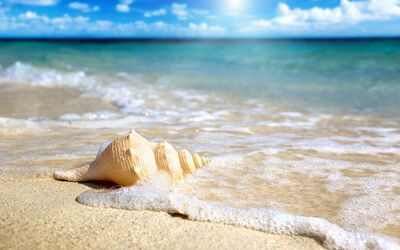 Keywords: Watercolor painting of a seashell on a beach