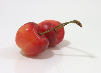 Keywords: Watercolor of two cherries,cherry,stems