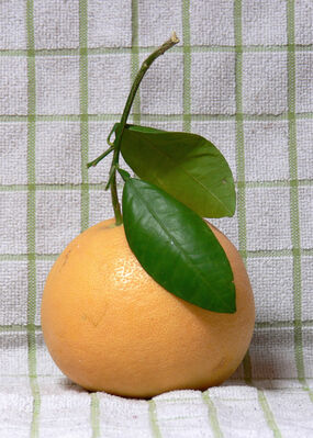 Keywords: orange,fruit,grayfruit,gray fruit,How to paint an orange with watercolor