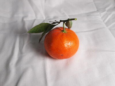 Keywords: mandarin orange,painting of a Mandarin orange with leaves