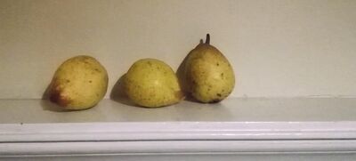 Keywords: pears,Watercolor Fundamentals class1 - pear - 1:02:01,Watercolor still-life painting of pears following simple steps - 31:51