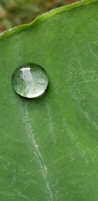 Keywords: waterdrop,water drop