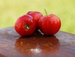 acerola-2.jpg