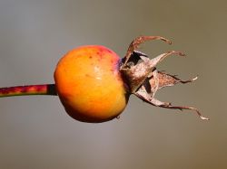 rose-hip.jpg