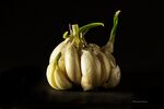 stilllife2-garlic-facebook-David_Gray-library_of_artists_reference.jpg