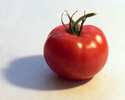 tomato2.jpg