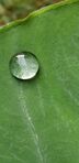 waterdrop-facebook-Suneetha_Reddy-library_of_artists_reference.jpg