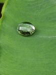 waterdrop2-facebook-Suneetha_Reddy-library_of_artists_reference.jpg