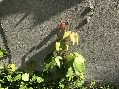 Keywords: vine,green,leaves,wall