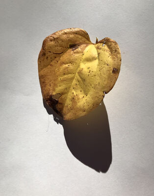 IMG_2761
Keywords: leaf,yellow,brown