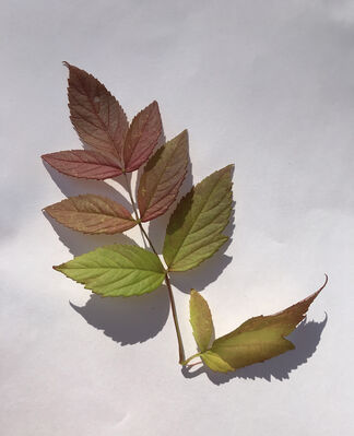 Keywords: leaves,leaf,branch,stem,green,red